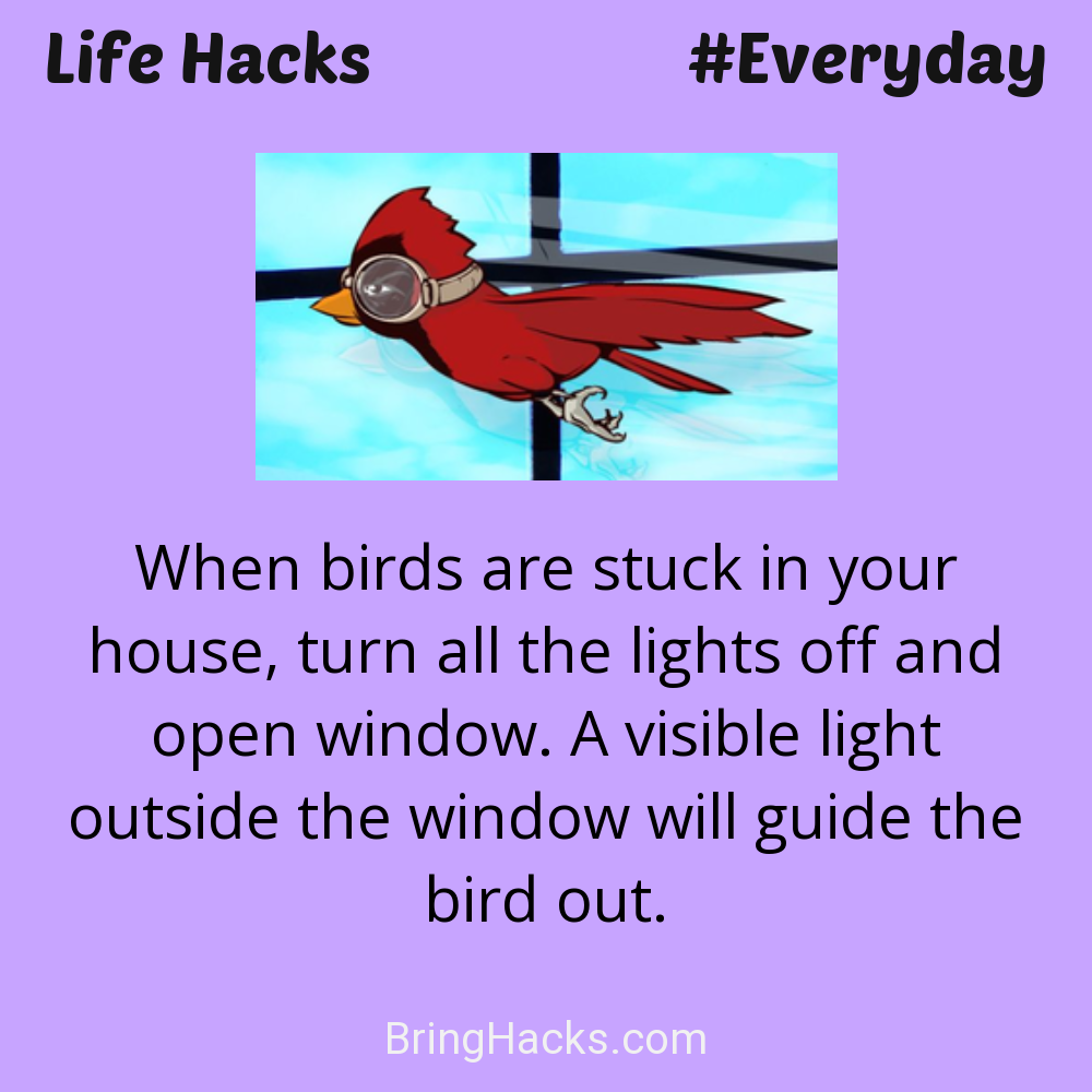 Life Hacks: - When birds are stuck in your house, turn all the lights off and open window. A visible light outside the window will guide the bird out.