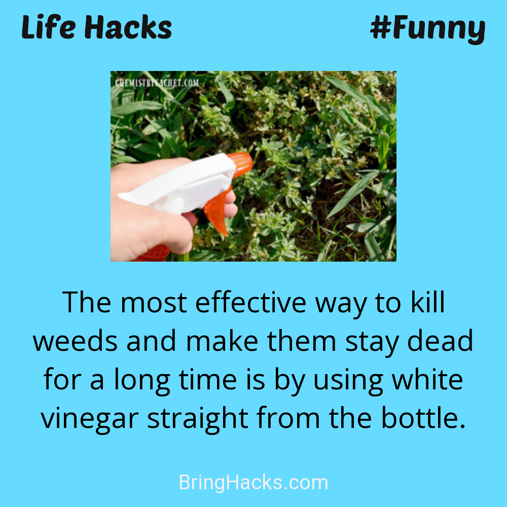 Life Hacks: - The most effective way to kill weeds and make them stay dead for a long time is by using white vinegar straight from the bottle.