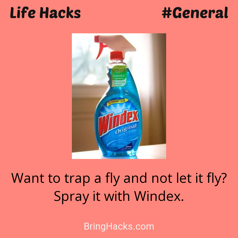 Life Hacks: - Want to trap a fly and not let it fly? Spray it with Windex.
