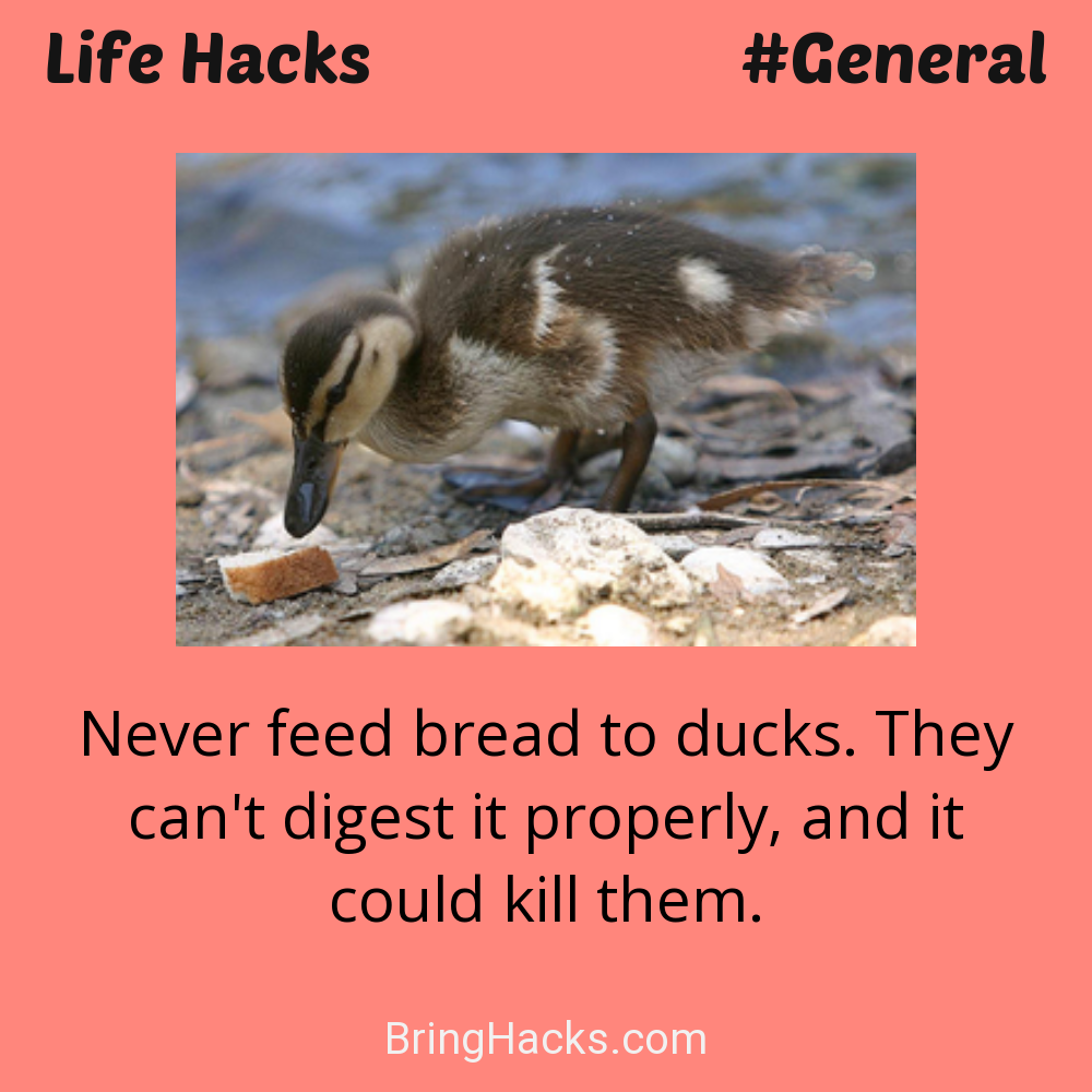 Life Hacks: - Never feed bread to ducks. They can't digest it properly, and it could kill them.