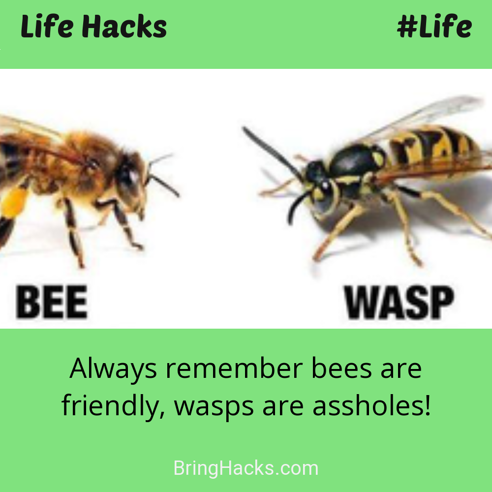 Life Hacks: - Always remember bees are friendly, wasps are assholes!