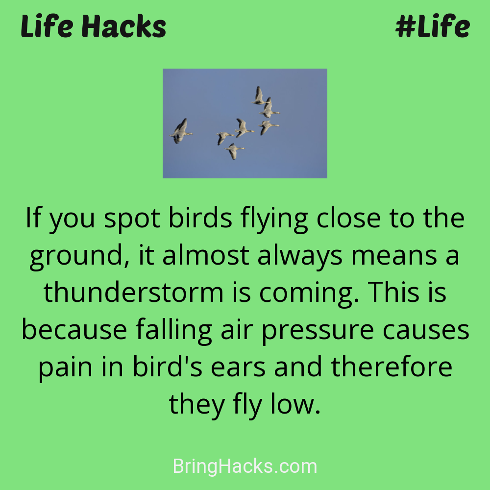 Life Hacks: - If you spot birds flying close to the ground, it almost always means a thunderstorm is coming. This is because falling air pressure causes pain in bird's ears and therefore they fly low.